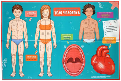 Тело человека. Детская энциклопедия (в коробке)