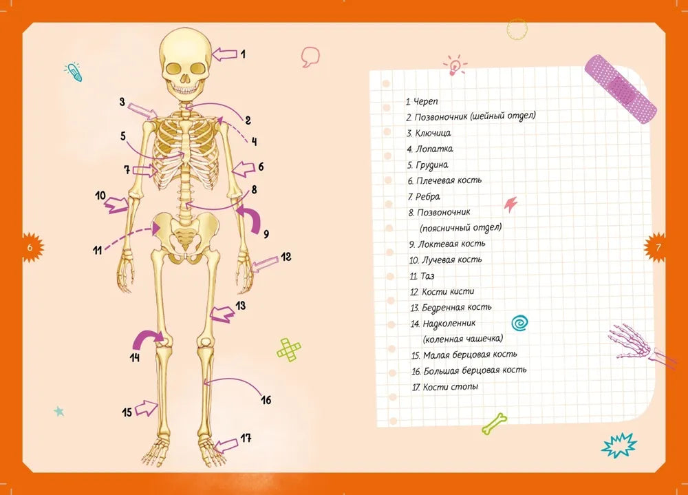 Тело человека. Детская энциклопедия (в коробке)