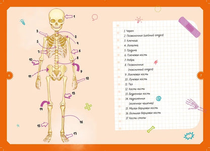 Тело человека. Детская энциклопедия (в коробке)