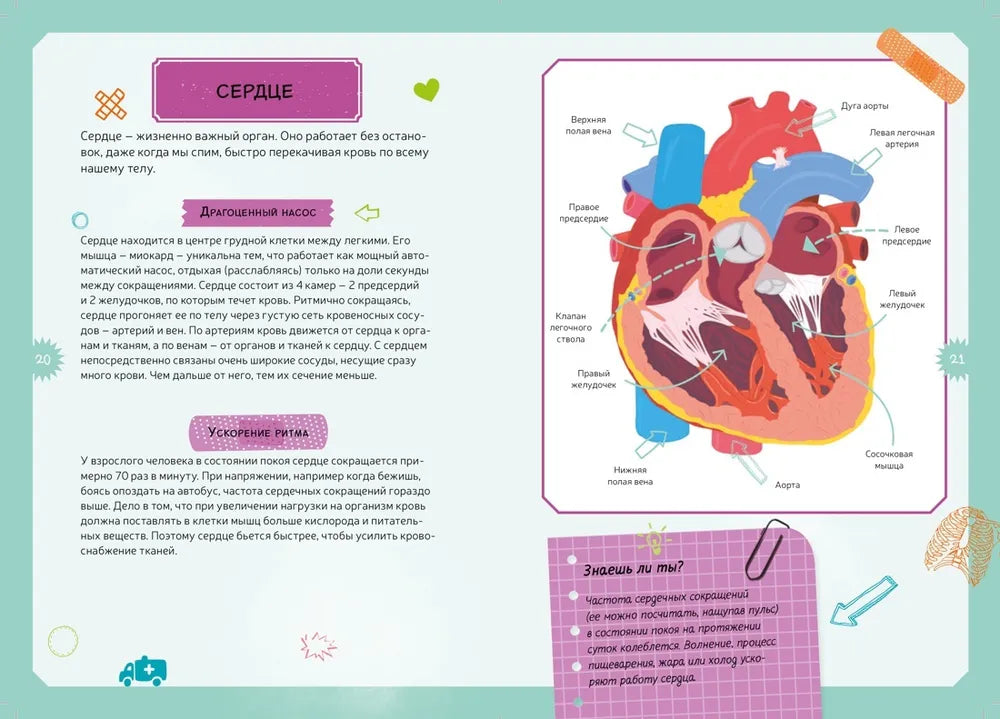 Тело человека. Детская энциклопедия (в коробке)