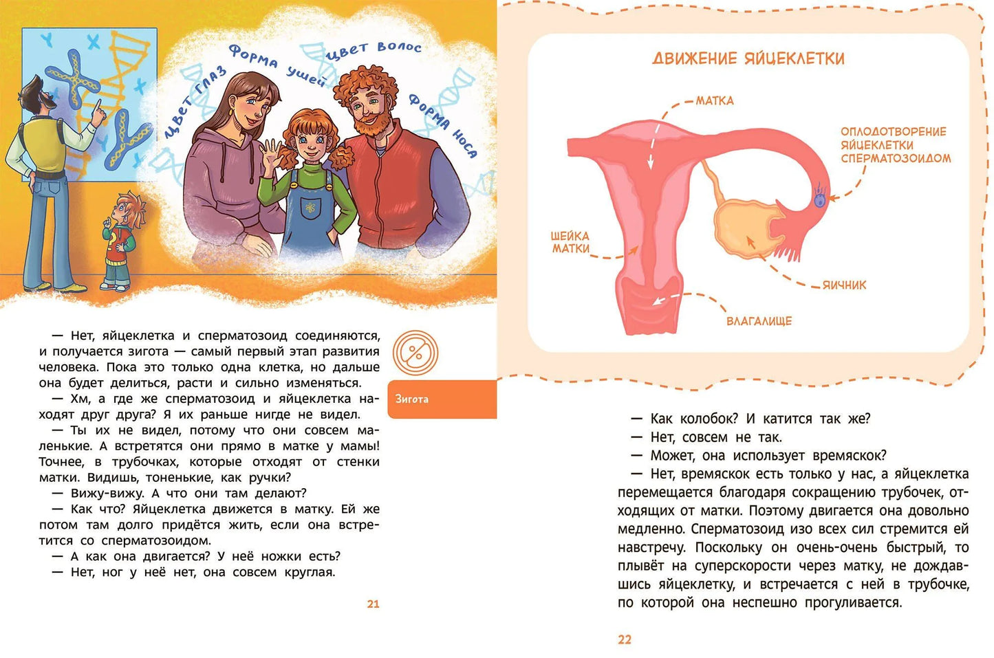 Откуда берутся дети. Детская энциклопедия Чевостик