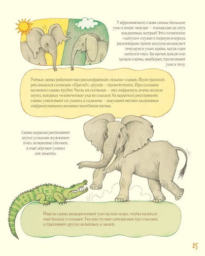 Удивительные уши