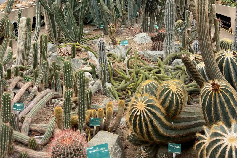 Прогулка в теплицах Jardin des Serres d’Auteuil и растительный фроттаж