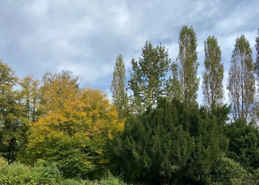 Зелёная школа воображений: 🐝 пчёлы