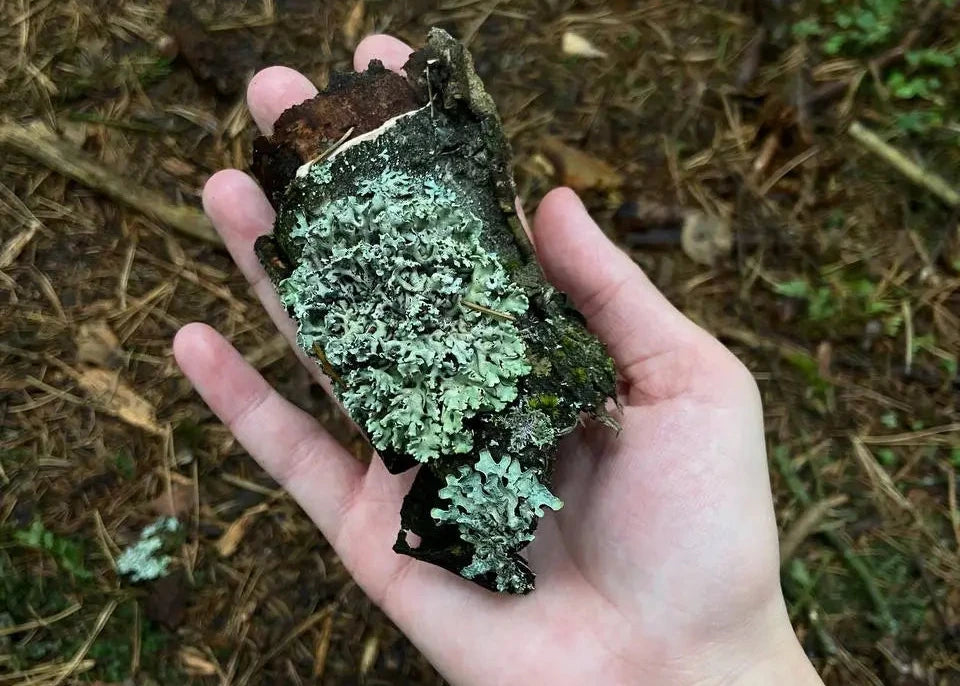 Зелёная школа воображений: 🐜 муравьиная ферма