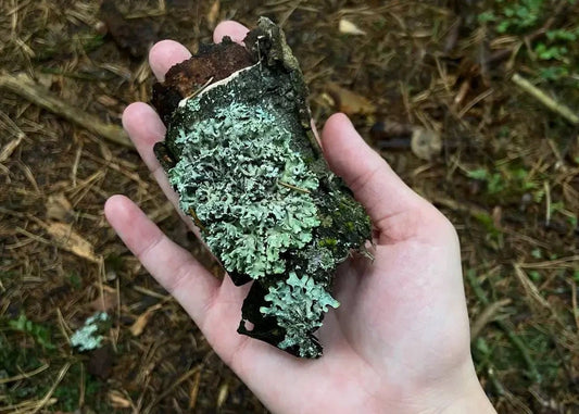 Зелёная школа воображений: 🐜 муравьиная ферма